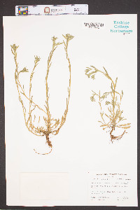Buglossoides arvensis image