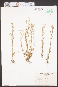 Myosotis verna image