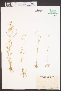 Arabidopsis thaliana image