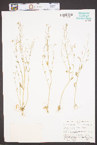 Arabidopsis thaliana image