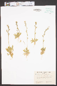 Arabidopsis thaliana image