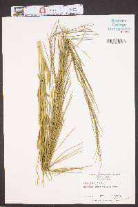 Turritis glabra image