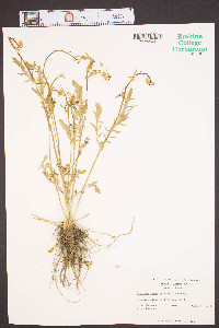 Barbarea verna image