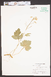 Cardamine angustata image