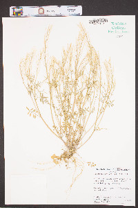 Cardamine parviflora image