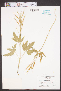 Cardamine angustata image