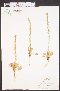 Lepidium campestre image