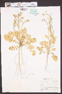 Raphanus raphanistrum image