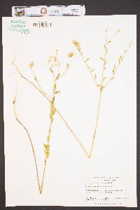 Warea cuneifolia image