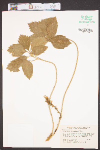 Pachysandra procumbens image
