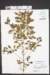 Ligustrum sinense image
