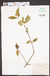 Calycanthus floridus var. laevigatus image