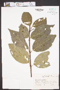 Calycanthus floridus image