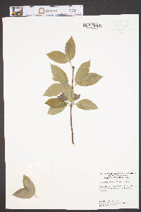 Calycanthus floridus image