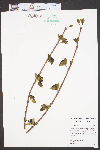 Calycanthus floridus image