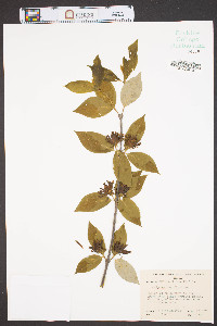 Calycanthus floridus image