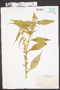 Campanulastrum americanum image
