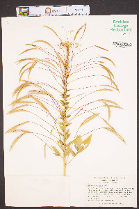 Cleome houtteana image