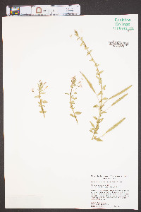 Cleome rutidosperma image
