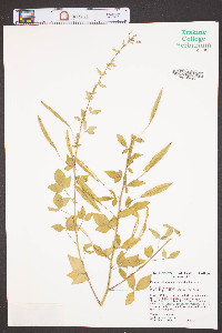 Cleome rutidosperma image
