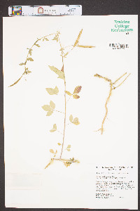 Cleome rutidosperma image