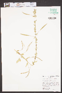 Cleome rutidosperma image