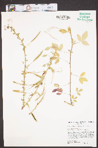 Cleome rutidosperma image