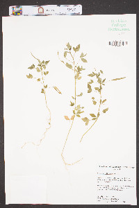 Cleome rutidosperma image