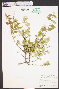 Abelia × grandiflora image