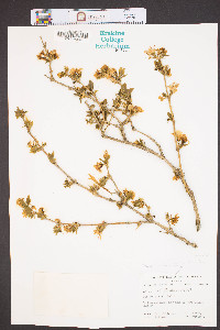 Lonicera fragrantissima image