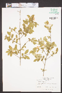 Lonicera × bella image