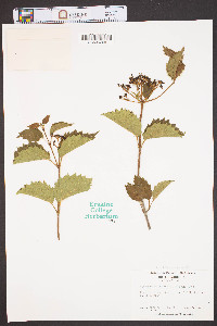 Viburnum dentatum var. lucidum image