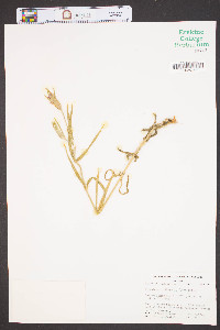 Agrostemma githago image