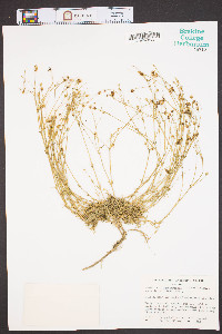 Sabulina caroliniana image