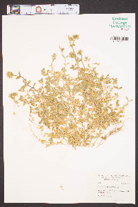 Cerastium viscosum image