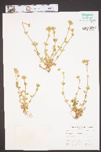Cerastium viscosum image