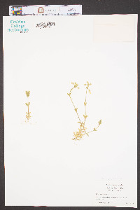 Cerastium fontanum subsp. vulgare image