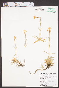 Dianthus gratianopolitanus image
