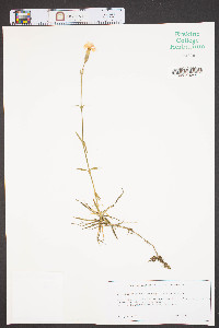 Dianthus gratianopolitanus image