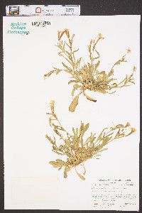 Silene caroliniana image