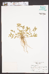 Stellaria pubera image