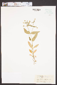 Stellaria pubera image
