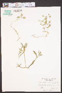 Stellaria tennesseensis image