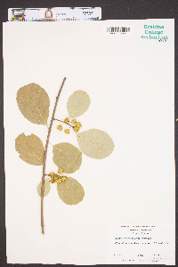 Celastrus orbiculatus image