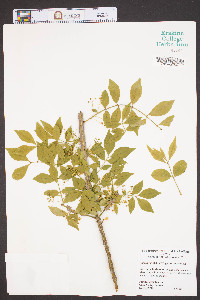 Euonymus alatus image