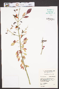 Euonymus alatus image