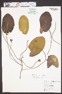 Brasenia schreberi image