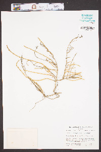 Salicornia virginica image