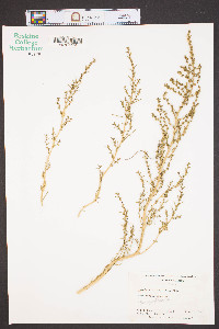 Suaeda linearis image
