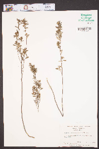 Crocanthemum canadense image